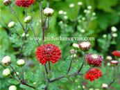 CHRYSANTHEMUM 'JULIE LA GRAVERE'