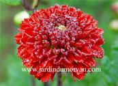 CHRYSANTHEMUM 'JULIE LA GRAVERE'