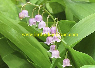 CONVALLARIA MAJALIS 'ROSEA'