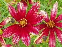 COREOPSIS VERTICILLATA 'ROUTE 66'