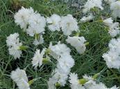 DIANTHUS PLUMARIUS 'COMMUNION'