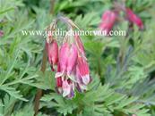 DICENTRA PERCY PICTON'