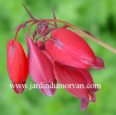 DICENTRA FORMOSA 'BACCHANAL'