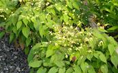 EPIMEDIUM RHIZOMATOSUM