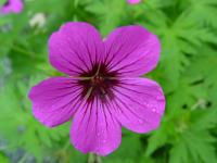 GERANIUM 'PATRICIA'