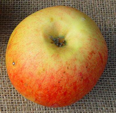 Pommier 'Grand Alexandre'