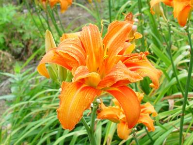 HEMEROCALLIS KWANSO 'FLORE PLENO'