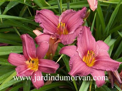 HEMEROCALLIS 'SUMMER WINE'