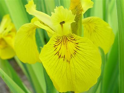 IRIS PSEUDACORUS 'VARIEGATA'