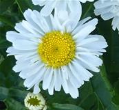 LEUCANTHEMUM REAL JOY