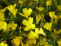 OENOTHERA 'AFRICAN SUN'