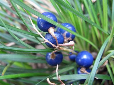 OPHIOPOGON UMBRATICOLA