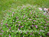 PERSICARIA RUNCINATA 'NEEDHAM'S FORM'