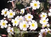 PRIMULA 'GUINEVERE'