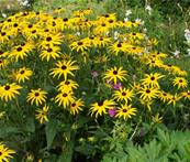 RUDBECKIA FULGIDA VAR. SULLIVANTII 'GOLDSTURM'