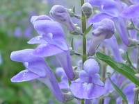 SCUTELLARIA INCANA