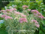 SEDUM 'AUTUMN CHARM' (105)