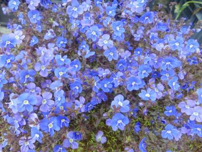 VERONICA 'GEORGIA BLUE'