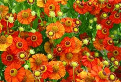 HELENIUM 'KARNEOL'