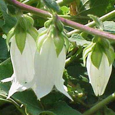 CAMPANULA ALLIARIFOLIA