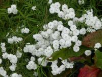 ACHILLEA PTARMICA 'PERRY S WHITE'