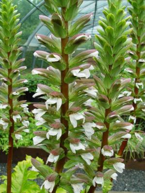 ACANTHUS 'HOLLARD'S GOLD'