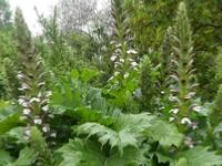 ACANTHUS MOLLIS LATIFOLIUS