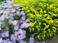 SOLIDAGO 'STRAHLENKRONE'