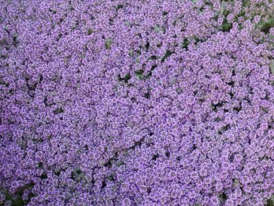 THYMUS CILIATUS