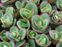 SEDUM 'LIME ZINGER'