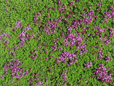 THYMUS HERBA-BARONA CITRATA