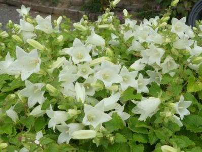 CAMPANULA DOLOMITICA