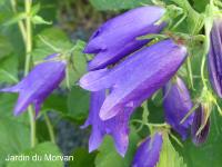 CAMPANULA 'SARASTRO'