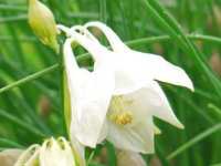 AQUILEGIA VULGARIS 'ALBA'