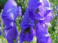 ACONITUM x CARMICHAELII 'ARENDSII'