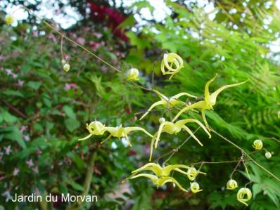 EPIMEDIUM ELONGATUM