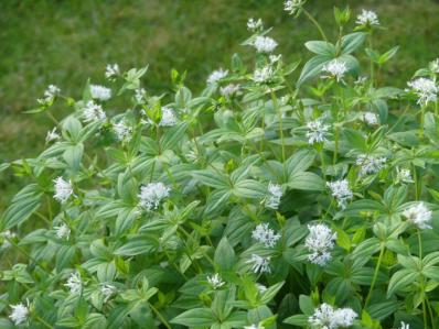 ASPERULA TAURINA