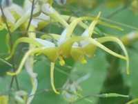 EPIMEDIUM WUSHANENSE CARAMEL 