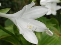 HOSTA PLANTAGINEA