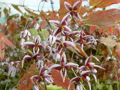 EPIMEDIUM ACUMINATUM 'MONASTRY'