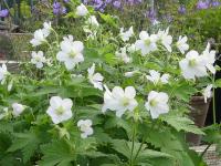 GERANIUM SYLVATICUM 'ALBUM'