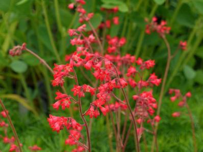 HEUCHERA SANGUINEA ‘LEUCHTKÄFER’   