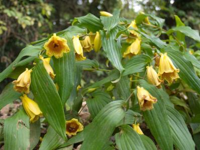 TRICYRTIS MACRANTA var. MACRANTHOPSIS