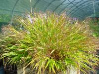 HAKONECHLOA MACRA