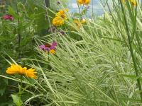 PHALARIS ARUNDINACEA 'LUTEOPICTA'