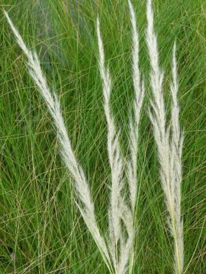 STIPA ICHU