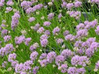 ALLIUM SENESCENS ssp MONTANUM - CIBOULETTE