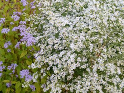 ASTER PRINGLEI ‘MONTE CASSINO’ 