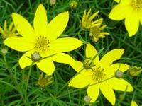 COREOPSIS VERTICILLATA 'ZAGREB'