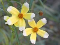 BIDENS HETEROPHYLLA 'HANNAY'S LEMON DROP'